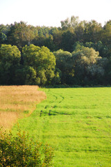 Field and forest