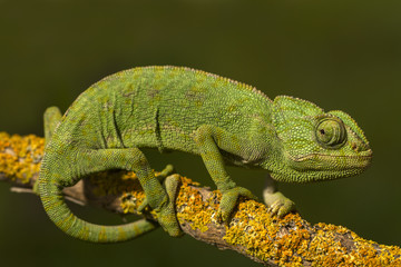 Obraz premium Close up view of a cute green chameleon on the wild.