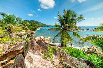 Naklejka na ściany i meble tropical beach with palm