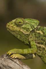 Close up view of a cute green chameleon on the wild.