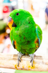 Parrot