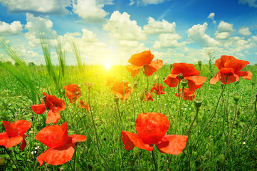 poppies field in rays sun
