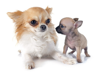 puppy and adult chihuahua