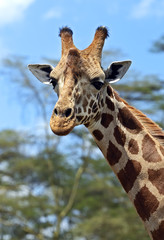 Fototapeta premium Giraffe