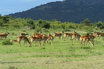 Gazelle Impala