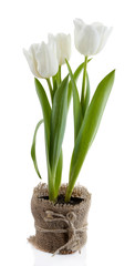 Beautiful tulips in pot isolated on white