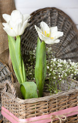 Beautiful tulips in wicker basket, on color wooden background