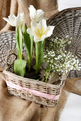 Fototapeta na wymiar Beautiful tulips in wicker basket, on color wooden background