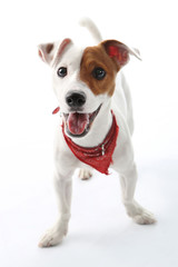 Jack Russell Terrier radosny pies - obrazy, fototapety, plakaty