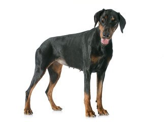 Fototapeta premium doberman pinscher