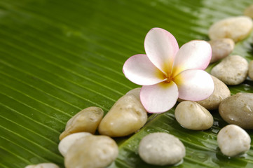 Pile of stones with frangipani on banana leaf