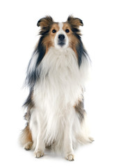 shetland dog