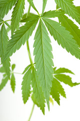 cannabis plant, marijuana on white background