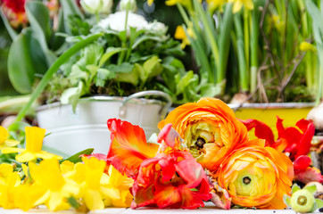 Gartenarbeit im Frühling: Einpflanzen von Frühlingsblumen :)