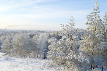 Pines snow covered