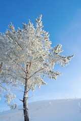 Lonely pine snow