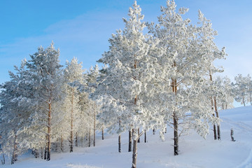 Pines snow covered on the mountain