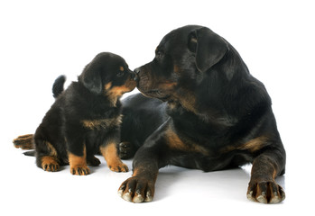 puppy and adult rottweiler © cynoclub
