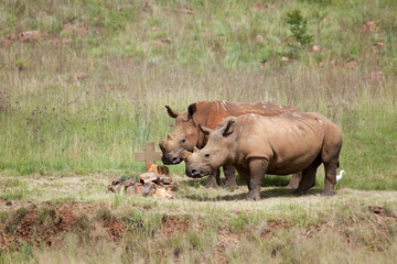 De-horned White Rhino pair.