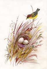 Watercolor painted bird and nest with eggs