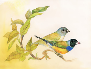 Drawing of beautiful bright birds on branch