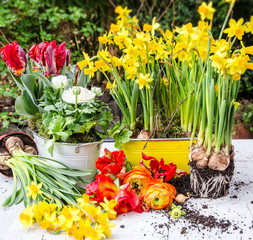 Pflanzen im Frühling: Osterglocken, Rapunzeln und Tulpen :)
