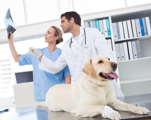 Veterinarians discussing Xray of dog