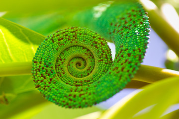 queue de caméléon © Unclesam