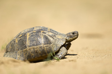 Fototapeta na wymiar Griechische Landschildkröte