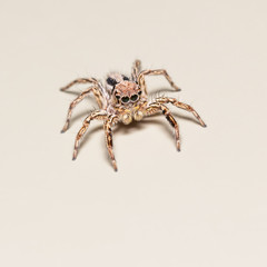 Jumping spider