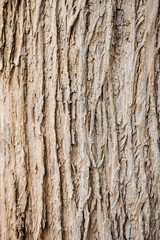 tree bark wood texture and background close up