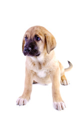 Puppy of the Spanish mastiff isolated on a white background
