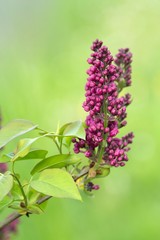 Fliederknospen / lilac buds