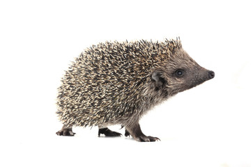 hedgehog