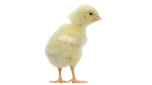 Rear view of a chick standing, chirping and defecating
