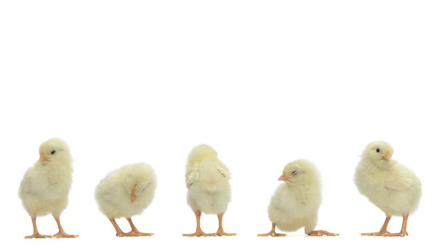 Group of chicks standing, chirping and falling asleep
