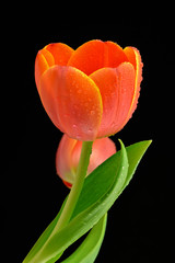 Czerwony tulipan