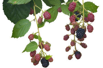 Ripe, Ripening and Unripe Blackberries