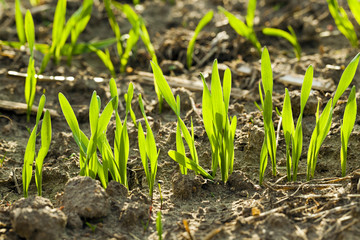 wheat sprouts - the sprouts of recently ascended wheat photographed by a close up. small depth of sharpness. focus on the foreground
