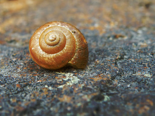 Snail on stone