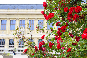 Fototapeta na wymiar Roses in the Jardin des Plantes, Paris