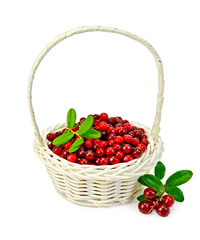 Lingonberry ripe in a white basket