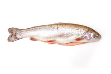 Rainbow trout isolated on a white studio background.