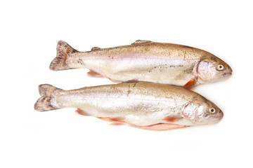 Rainbow trout isolated on a white studio background.