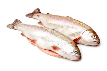Rainbow trout isolated on a white studio background.