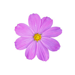 Magenta Colored Cosmos Flowers Isolated on White Background