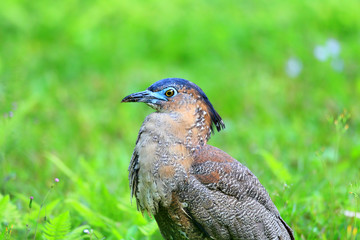 Malaysian night heron (Gorsachius melanolophus) in Taiwan