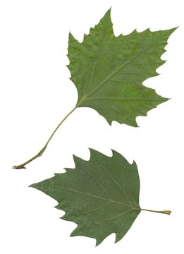 green leaves of plane tree