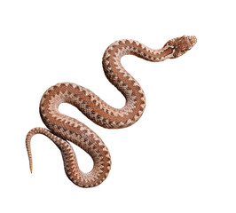 Naklejka premium Brown common viper snake isolated on white background, skin texture close-up. Wildlife, reptile, biology, zoology, herpetology, environmental conservation, science, education, graphic resources
