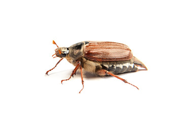 May bug macro isolated on white.